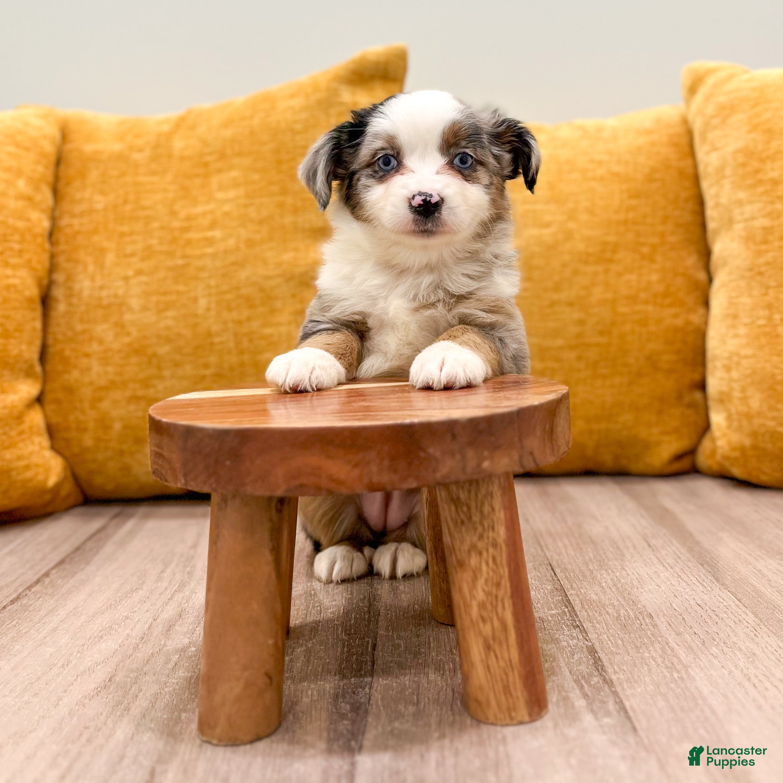 Miniature Australian Shepherd dogs Trixie - Ad 2