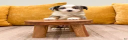 Miniature Australian Shepherd dogs for sale: Trixie - Ad 2