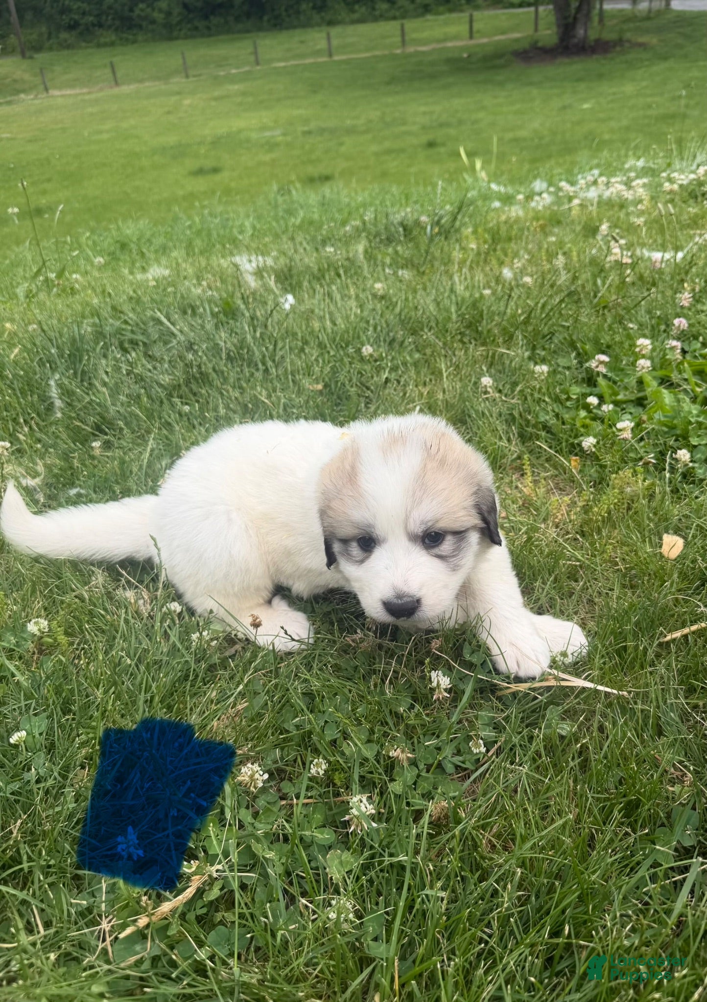 Great Pyrenees dogs Blue - Ad 33