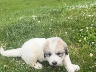Great Pyrenees dogs Blue - Ad 27