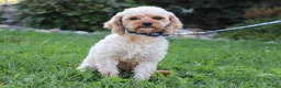 Cavapoo dogs for sale: Lacy - Ad 5