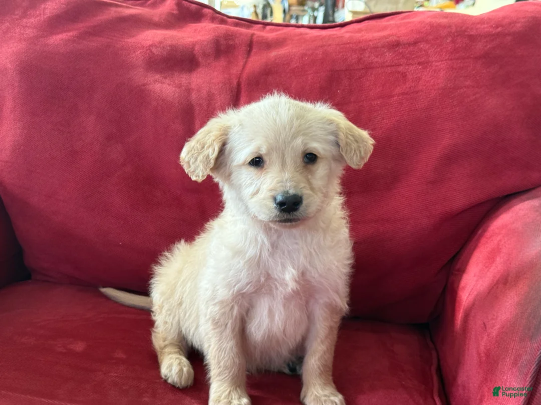 Mini Goldendoodle dogs for sale: Pete - Ad 4