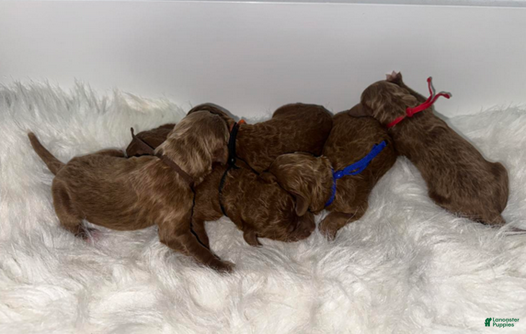 Goldendoodle dogs for sale: Red boy - Ad 2