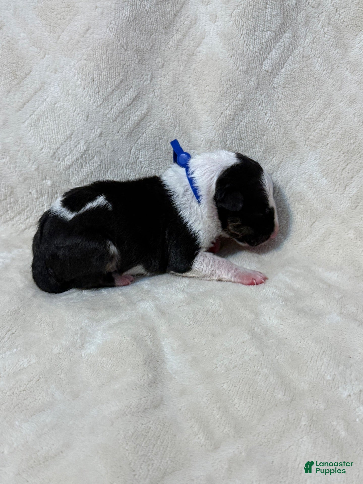 Bull Terrier dogs for sale: Boy 8 - Ad 2