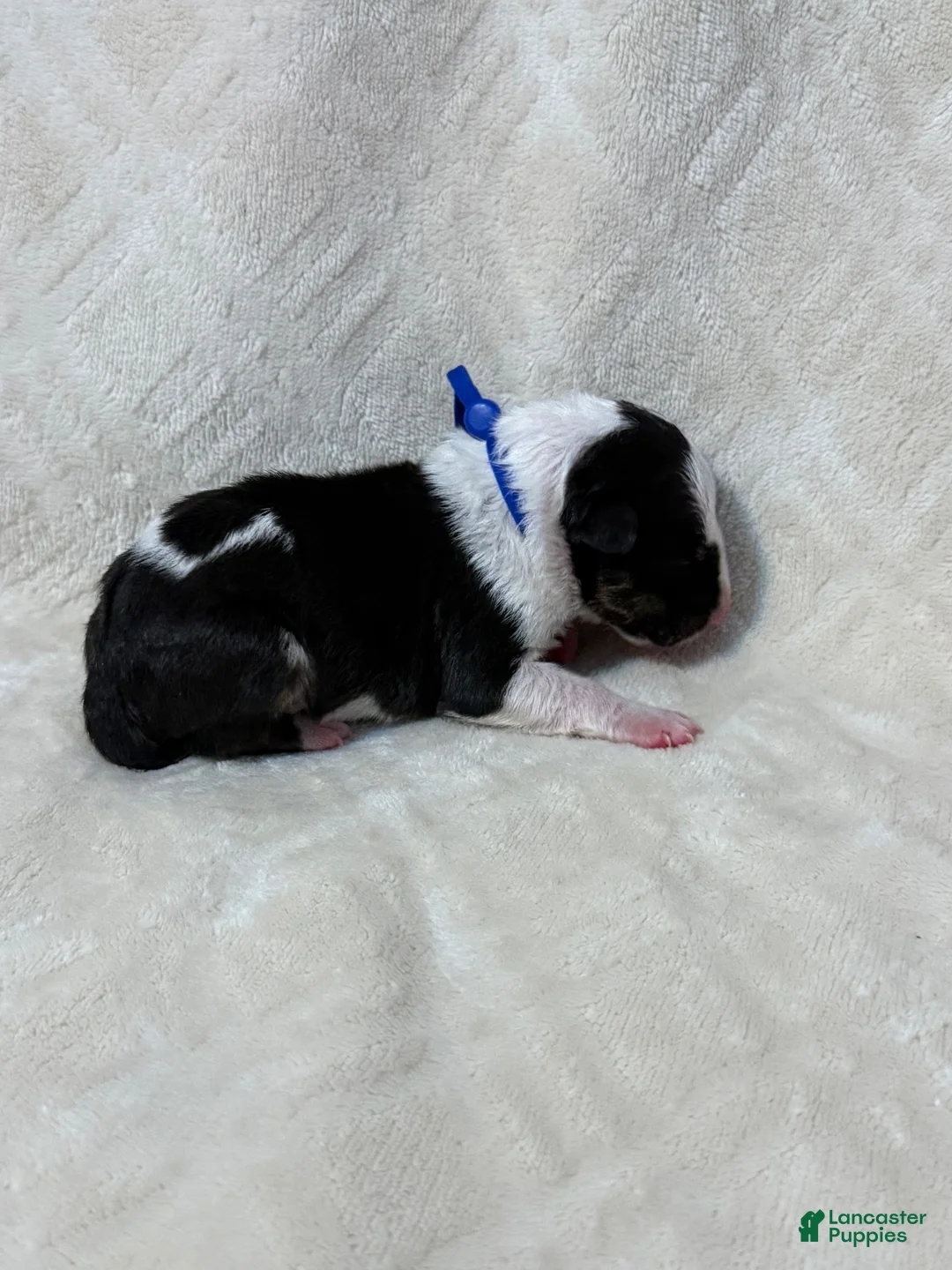 Bull Terrier dogs for sale: Boy 8 - Ad 2