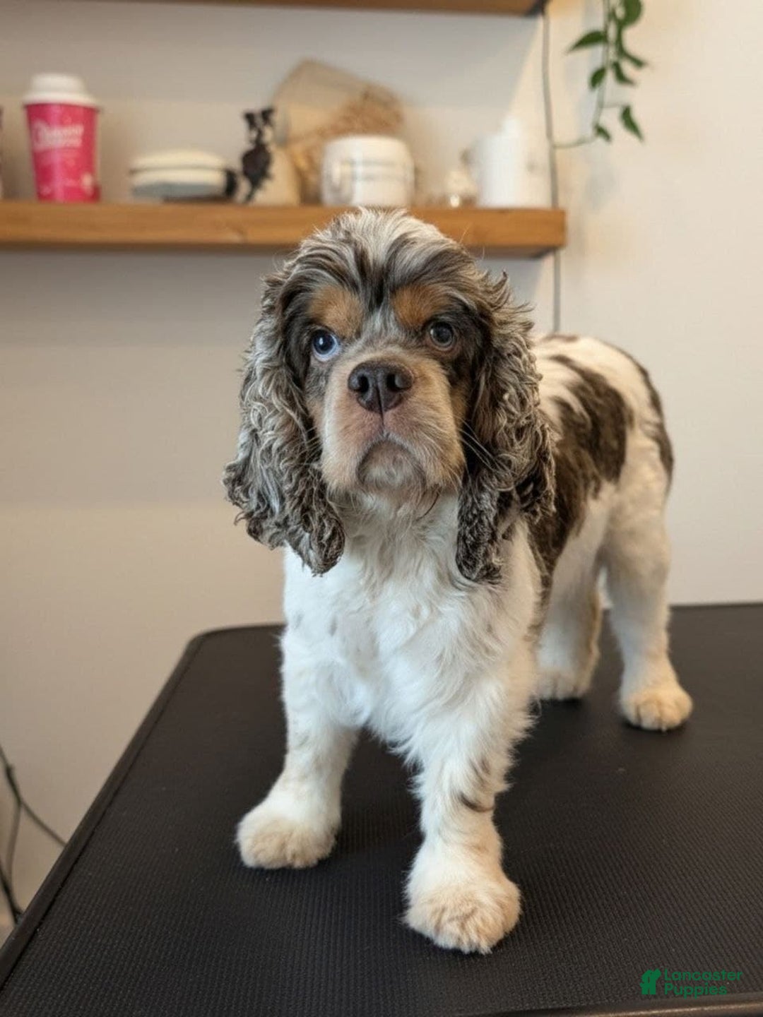 Cocker Spaniel dogs for sale: Vikki - Ad 6