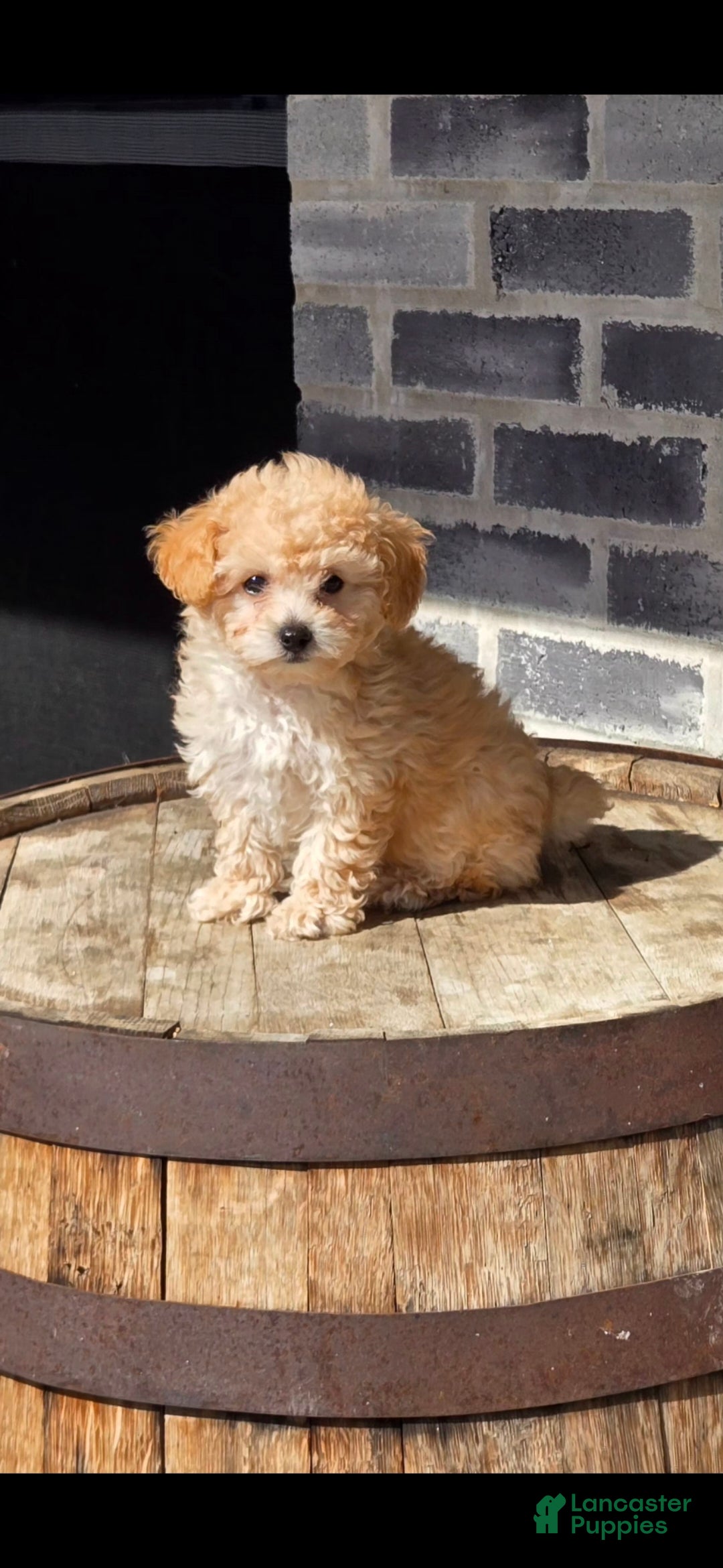 Toy Poodle dogs Toy Poodle Puppy 2 - Ad 1