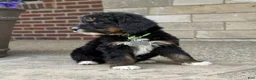 Bernedoodle dogs for sale: Bernedoodle Puppy Hazel - Ad 3