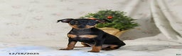 Miniature Pinscher dogs for sale: Dixie - Ad 4
