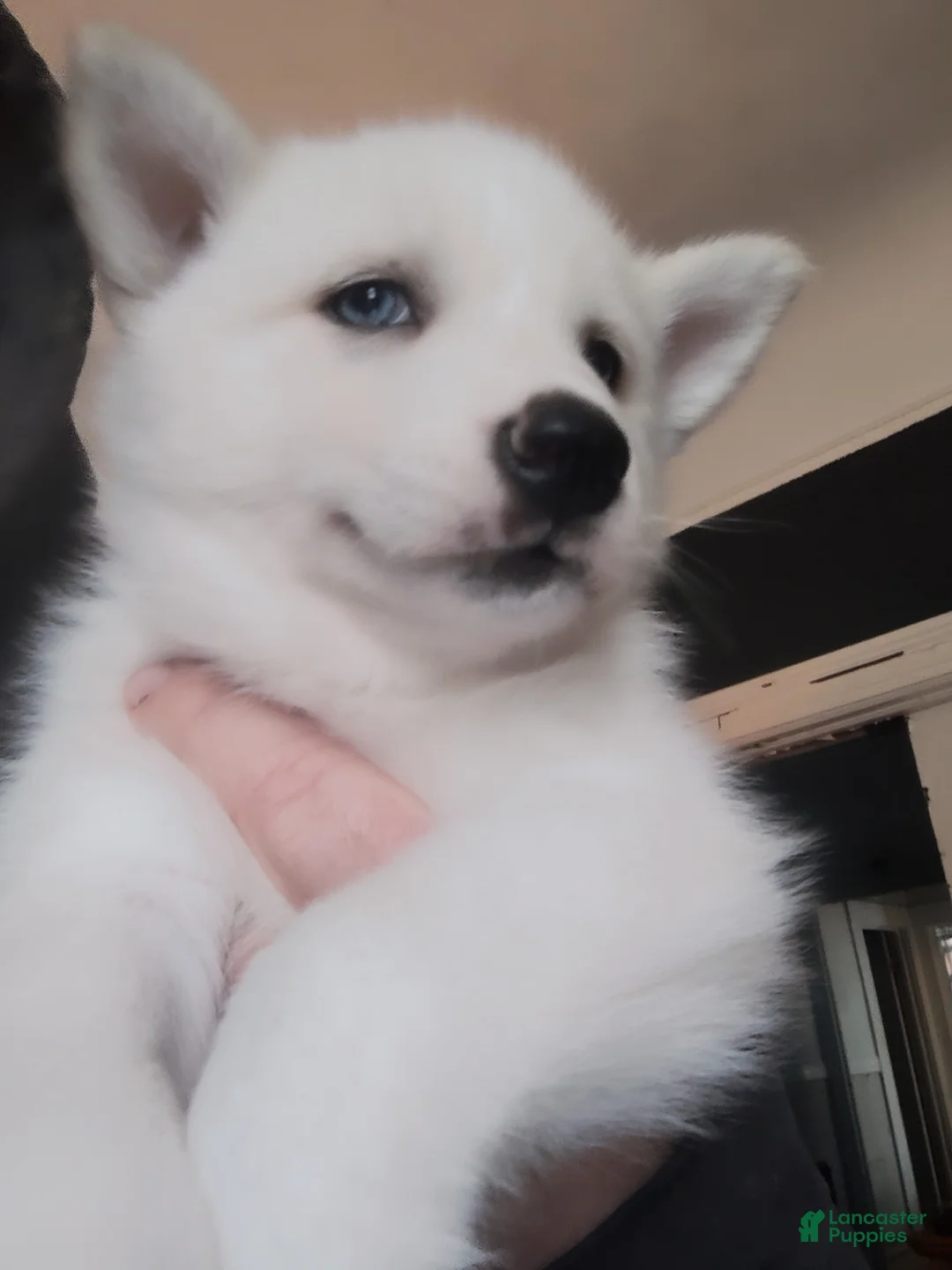 Siberian Husky dogs for sale: ✨24 Karat Gold✨ Isabella Siberian Husky With Hetrochromia Eyes  - Ad 1