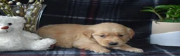 Golden Retriever dogs for sale: Lara - Ad 10