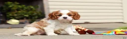 Cavalier King Charles Spaniel dogs for sale: Allie - Ad 7