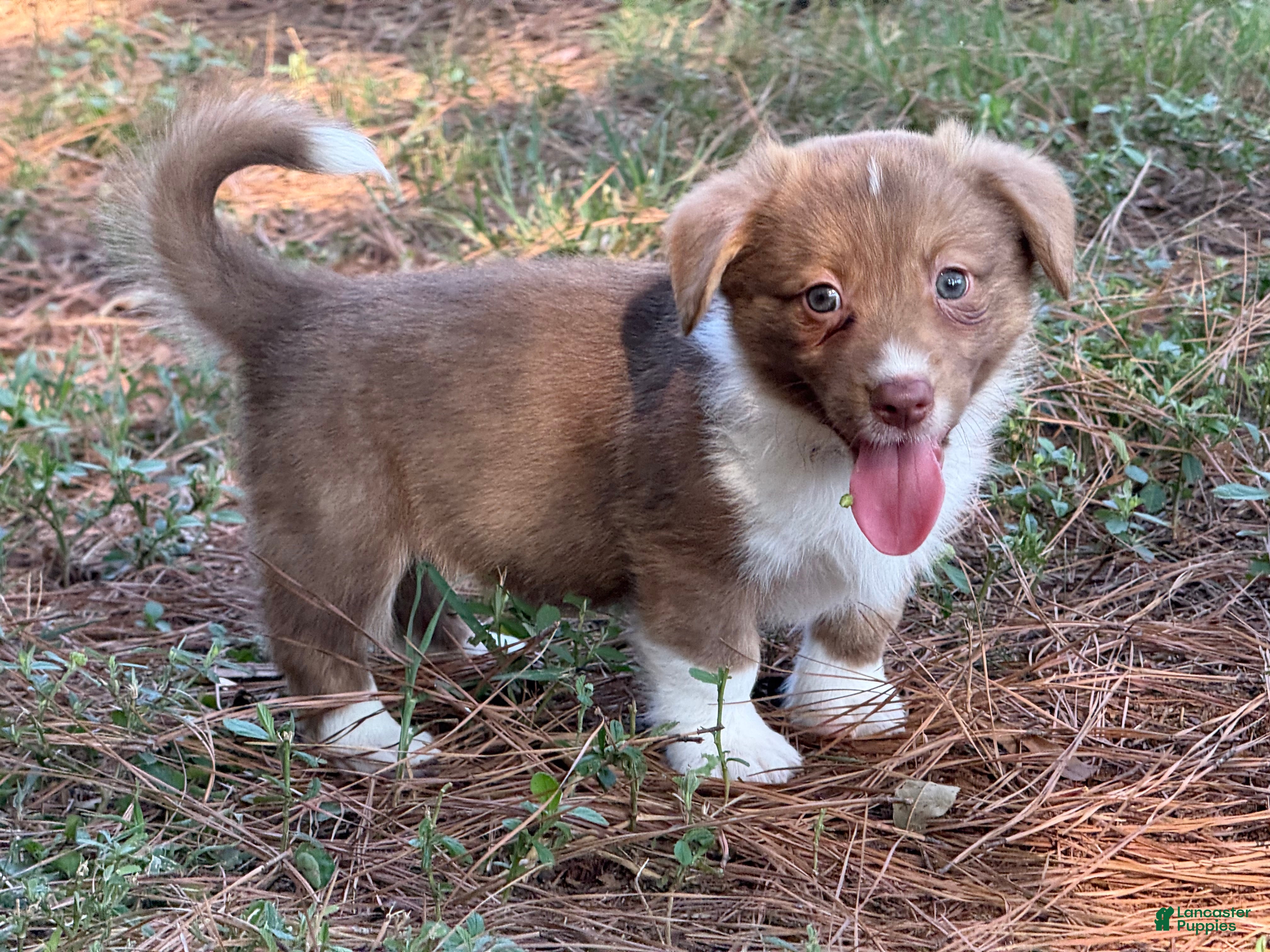 Mixed Breed dogs Orange collar boy - Ad 13