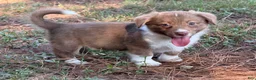 Mixed Breed dogs for sale: Orange collar boy - Ad 1