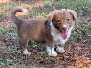 Mixed Breed dogs Orange collar boy - Ad 13