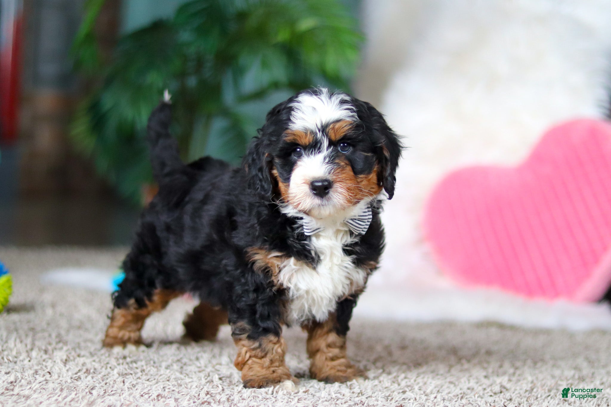 Mini Bernedoodle dogs Onyx - Ad 1