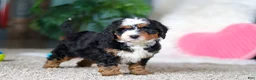 Mini Bernedoodle dogs for sale: Onyx - Ad 1