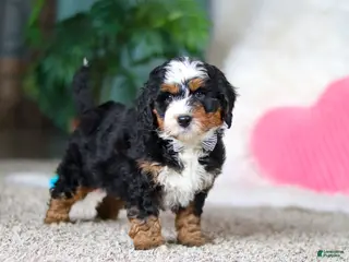 Mini Bernedoodle dogs for sale: Onyx - Ad 4