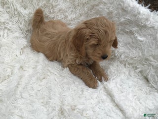 Mini Goldendoodle dogs - Ad 19