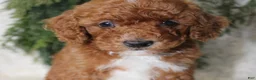 Miniature Poodle dogs for sale: Miniature Poodle 5 - Ad 3