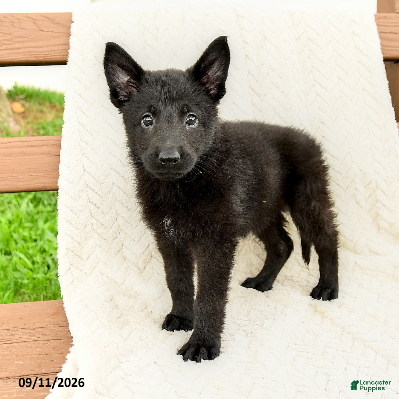 German Shepherd dogs Birdie - Ad 1