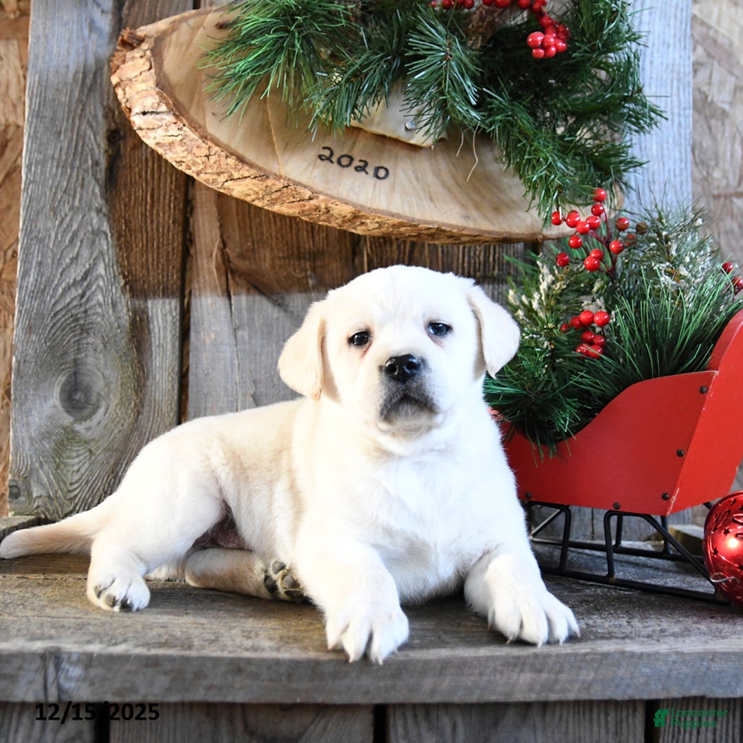 Labrador Retriever dogs for sale: Sneakers - Ad 1