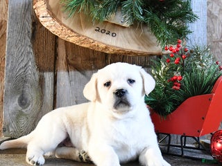 Labrador Retriever dogs Sneakers - Ad 3