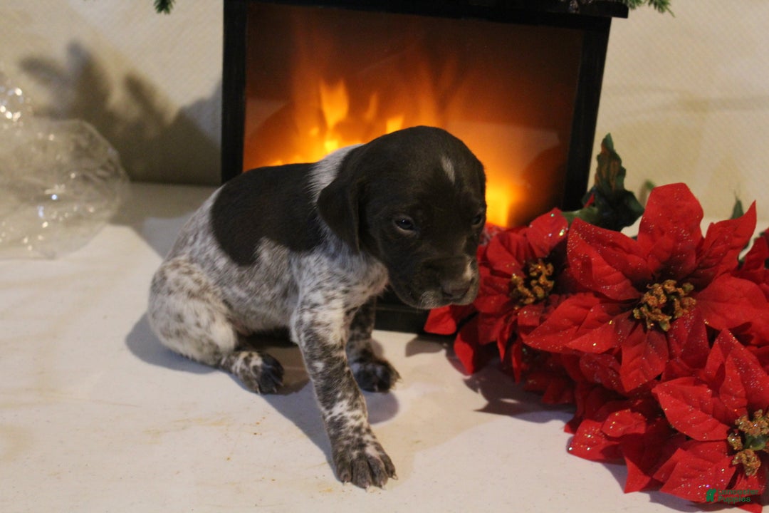 German Shorthaired Pointer dogs for sale: Jovee  - Ad 2