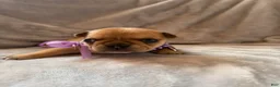 French Bulldog dogs for sale: French Bulldog 4 - Ad 2