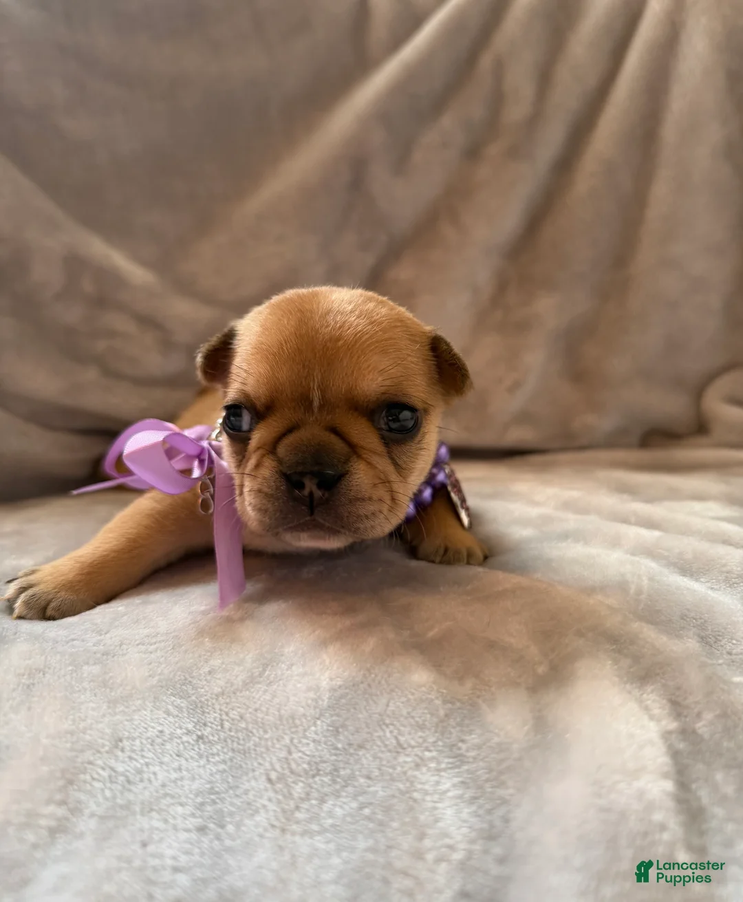 French Bulldog dogs for sale: French Bulldog 4 - Ad 2