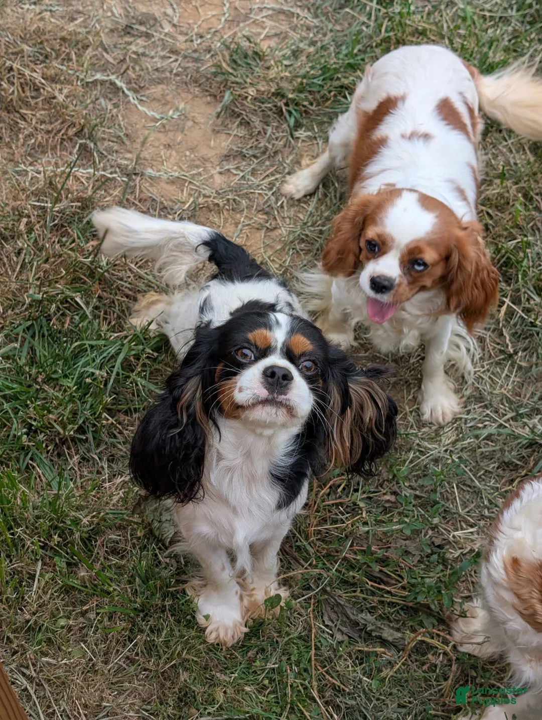 Cavalier King Charles Spaniel dogs for sale: Titus  - Ad 9