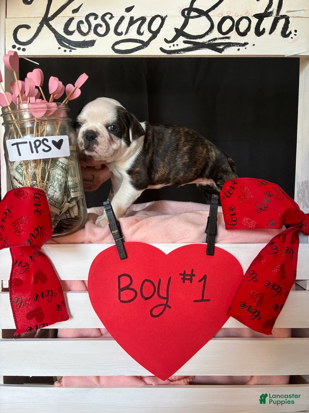 Boston Terrier dogs for sale: Boston Terrier Puppy 1 - Ad 7