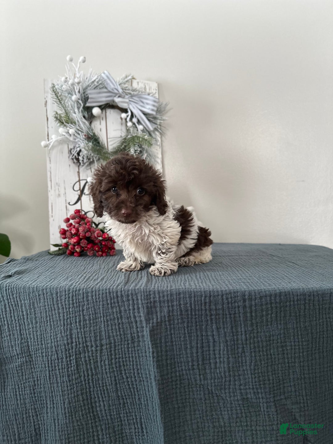 Mixed Breed dogs for sale: Ivy - Ad 10