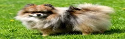 Pomeranian dogs for sale: Amber - Ad 10