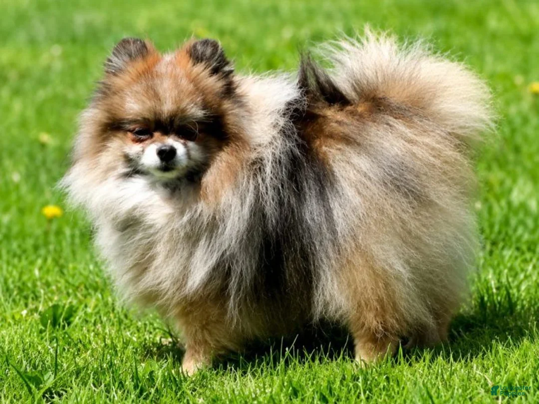 Pomeranian dogs for sale: Amber - Ad 10