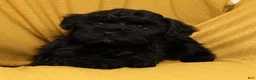 Yorkiepoo dogs for sale: Milo - Ad 4