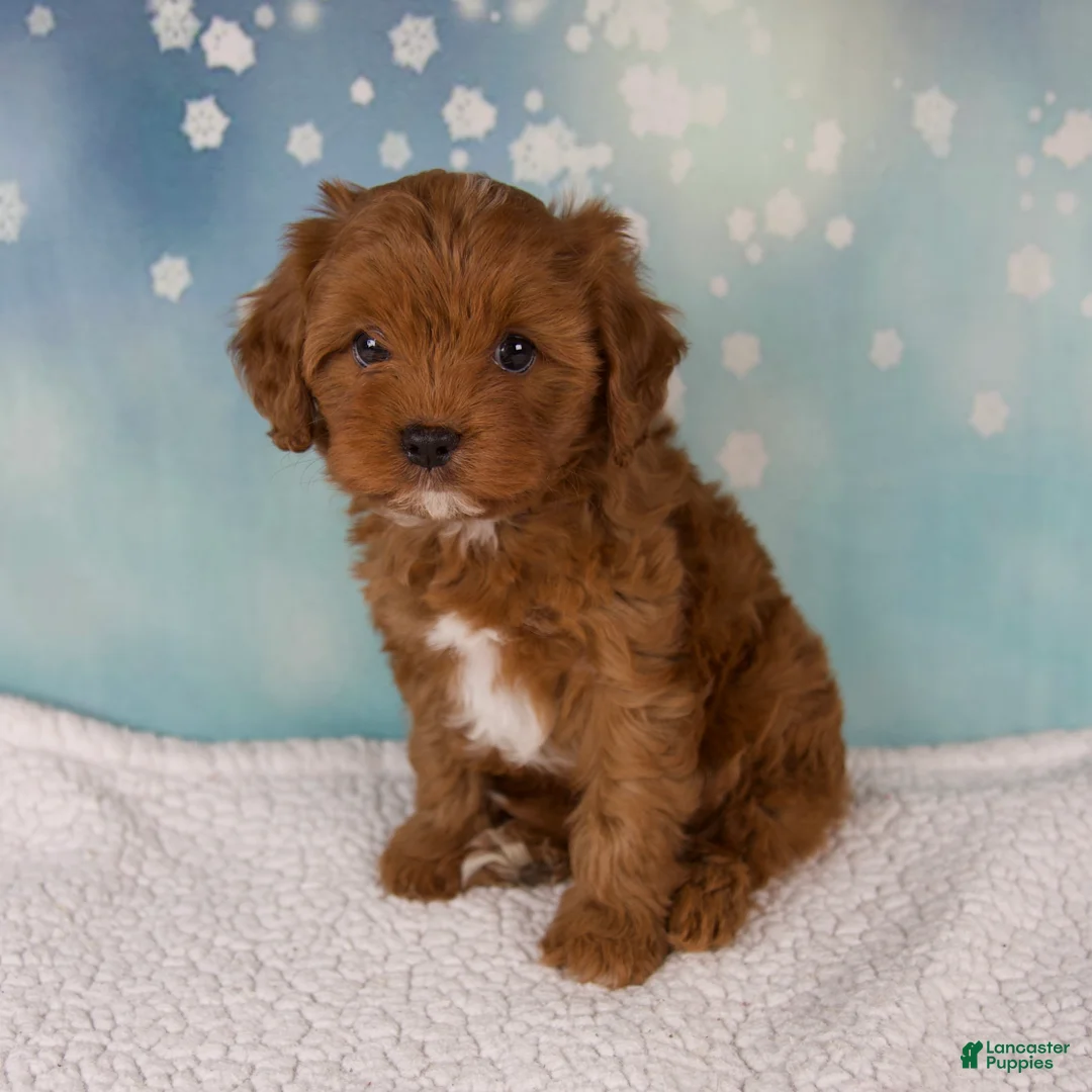 Cavapoo dogs for sale: Echo - Ad 1