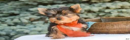 Yorkshire Terrier dogs for sale: Cheyenne - Ad 3