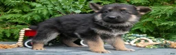 German Shepherd dogs for sale: Veronica - Ad 3