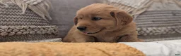 Golden Retriever dogs for sale: Chandler  - Ad 12