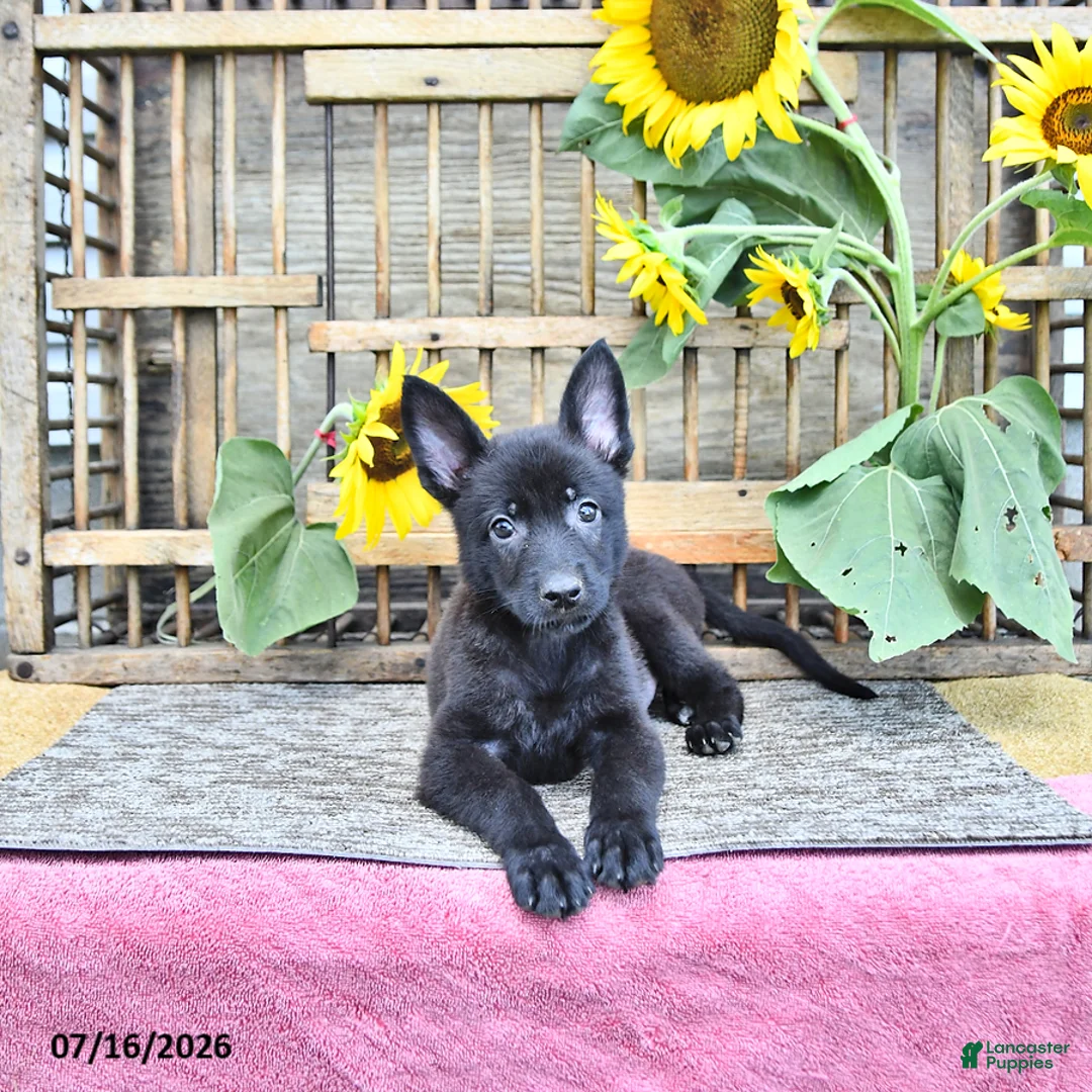 Mixed Breed dogs for sale: Alice - Ad 1