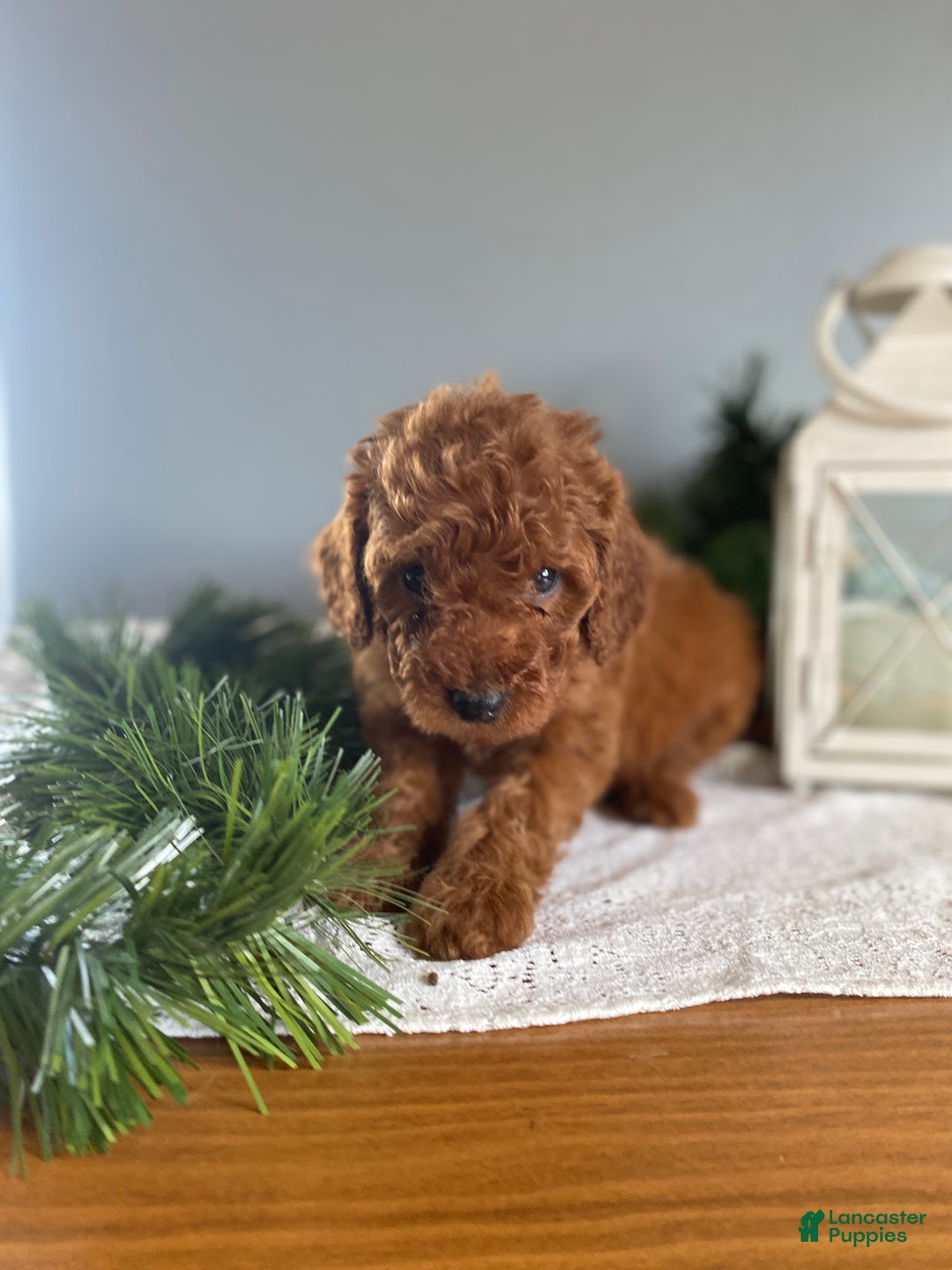 Mixed Breed dogs for sale: Alpine - Ad 2