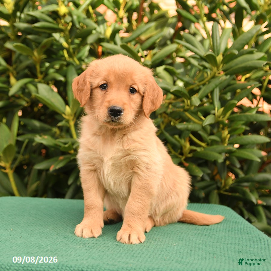 Golden Retriever dogs Nova - Ad 2