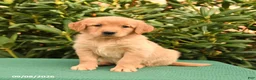 Golden Retriever dogs for sale: Nova - Ad 2