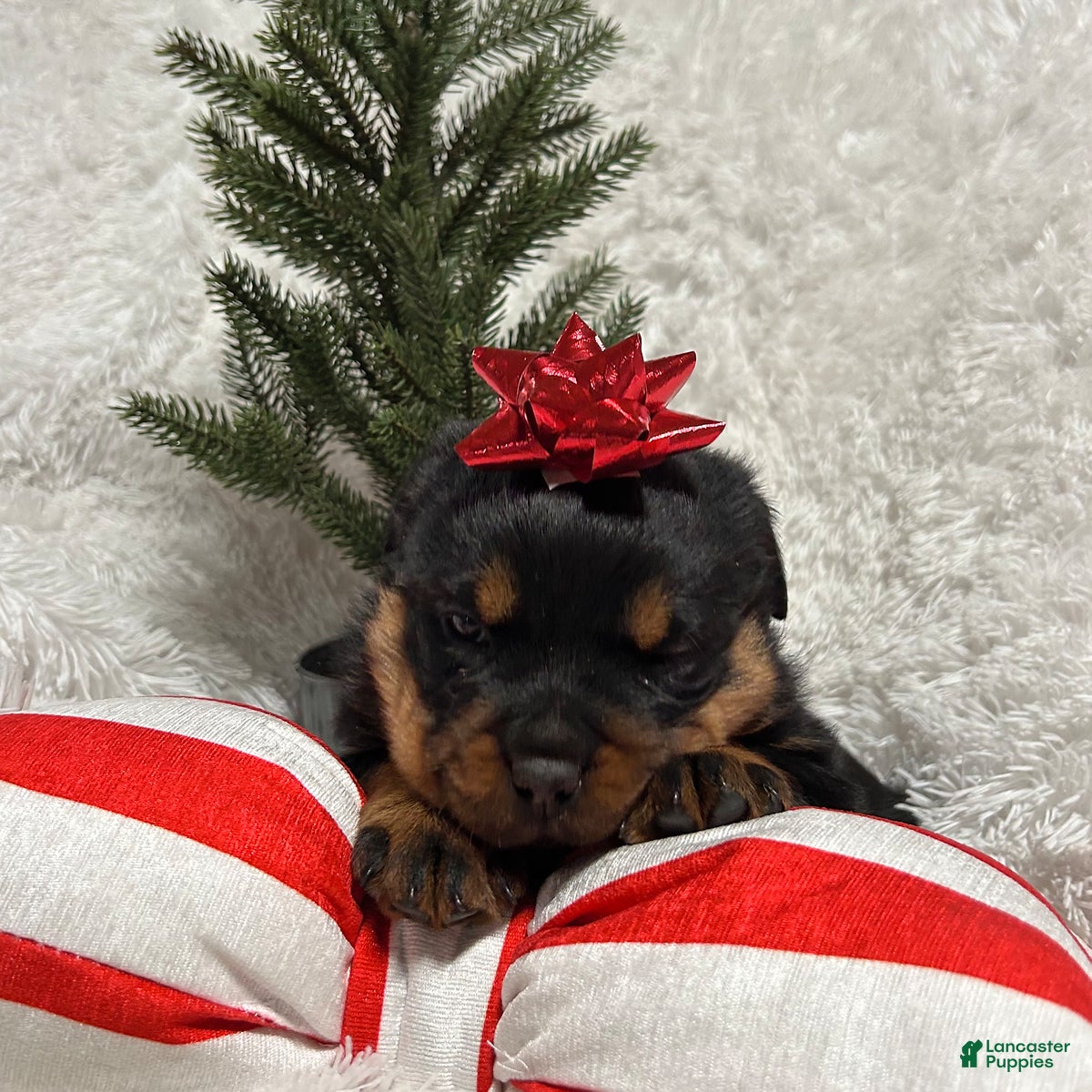 Rottweiler dogs Skye - Ad 6