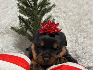 Rottweiler dogs Skye - Ad 13