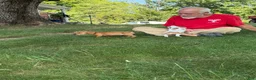 Miniature Dachshund dogs for sale: Red - Ad 1
