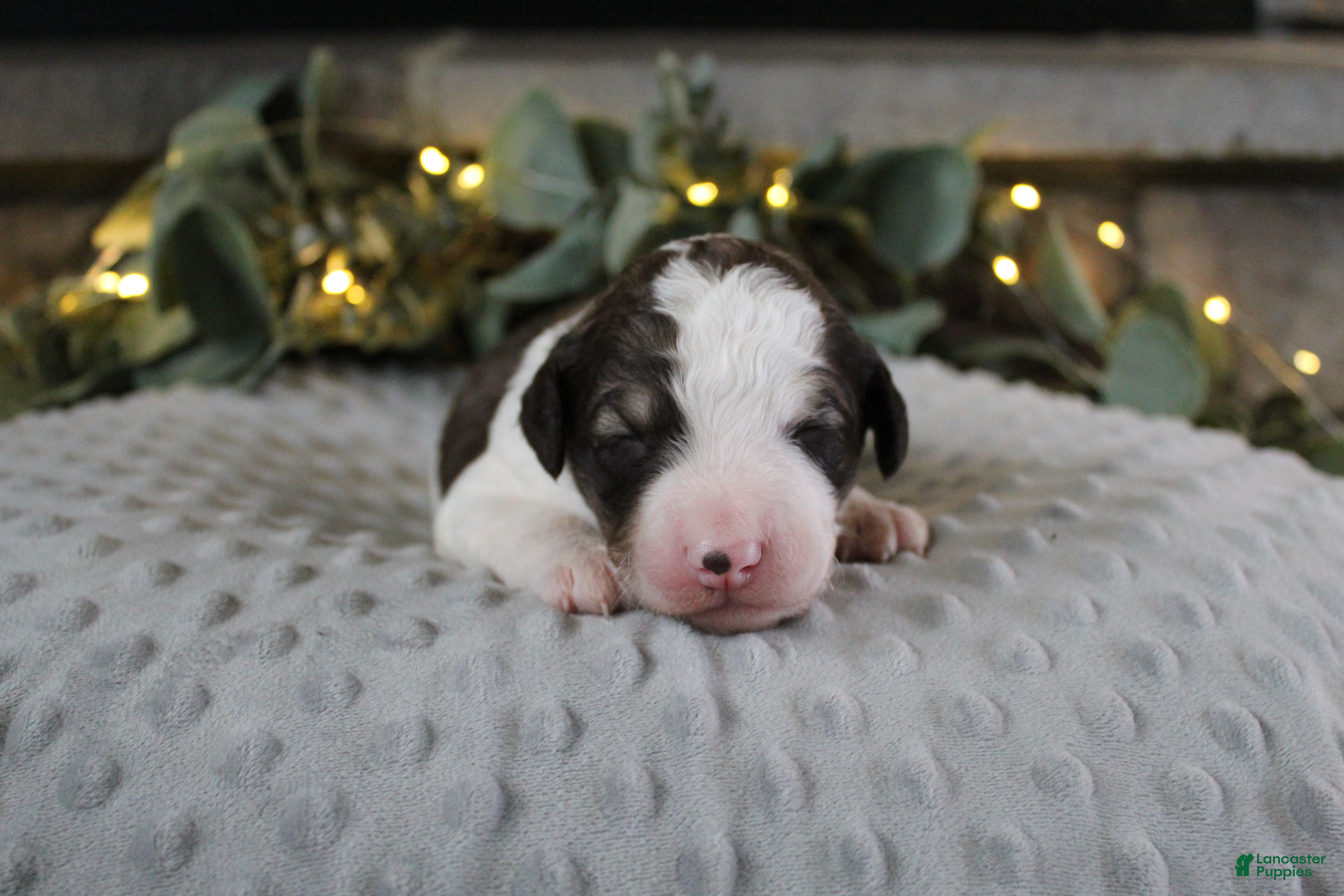 Bordoodle dogs Rocket - Ad 28