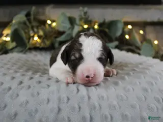 Bordoodle dogs Rocket - Ad 28