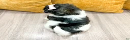 Shihpoo dogs for sale: Queenie - Ad 4